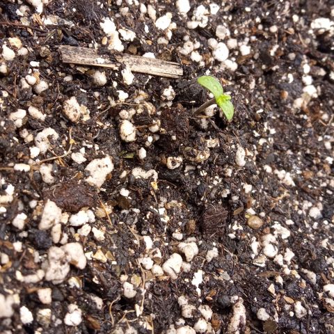 BlackberryKush growlog timeline photo