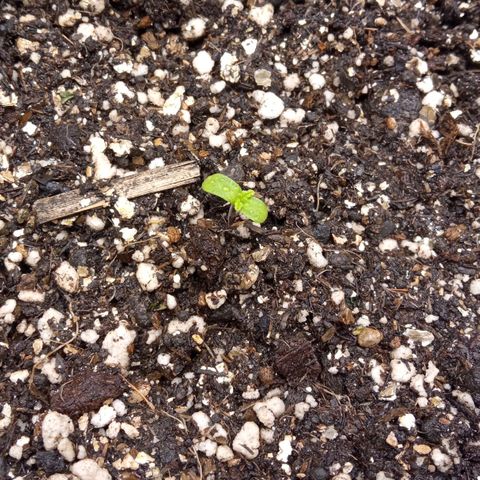 BlackberryKush growlog timeline photo