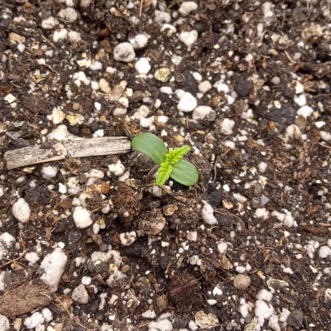 BlackberryKush growlog timeline photo