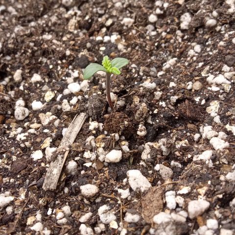 BlackberryKush growlog timeline photo