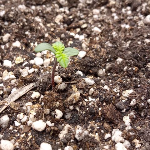 BlackberryKush growlog timeline photo