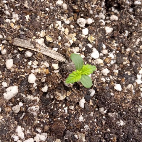 BlackberryKush growlog timeline photo