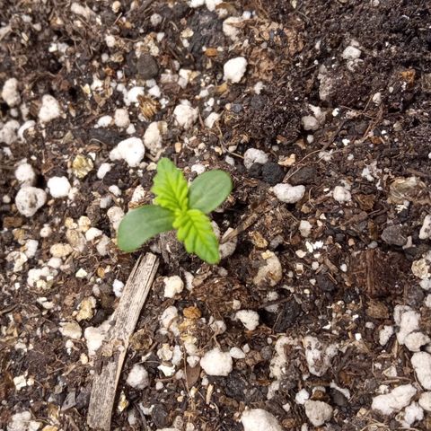 BlackberryKush growlog timeline photo