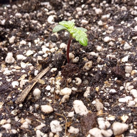 BlackberryKush growlog timeline photo