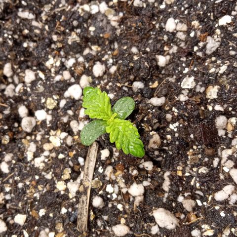 BlackberryKush growlog timeline photo
