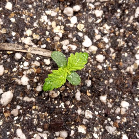BlackberryKush growlog timeline photo