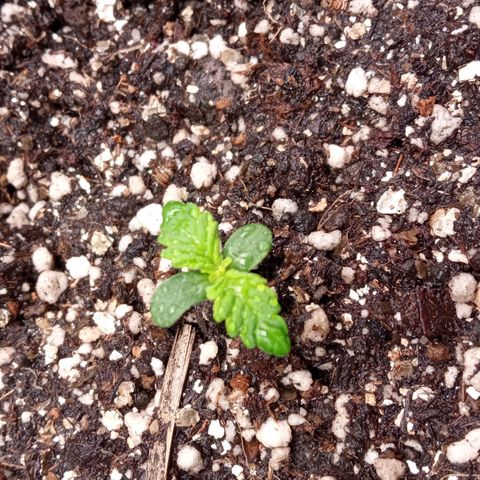 BlackberryKush growlog timeline photo