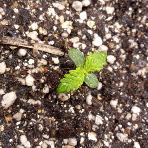 BlackberryKush growlog timeline photo