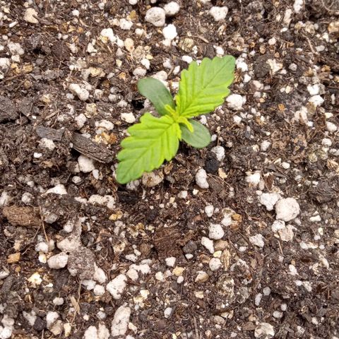 BlackberryKush growlog timeline photo