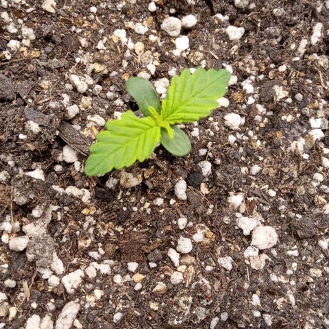 BlackberryKush growlog timeline photo