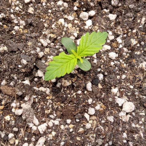 BlackberryKush growlog timeline photo