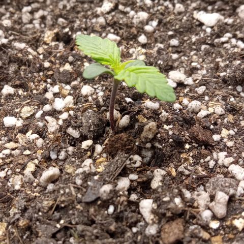 BlackberryKush growlog timeline photo