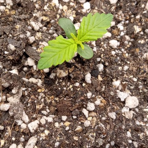 BlackberryKush growlog timeline photo