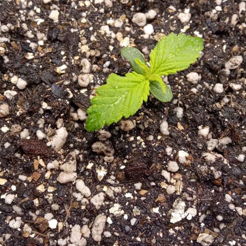 BlackberryKush growlog timeline photo