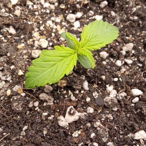 BlackberryKush growlog timeline photo