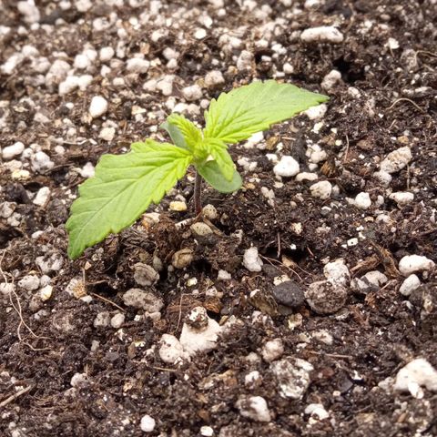 BlackberryKush growlog timeline photo