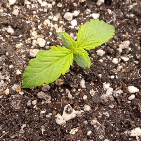 BlackberryKush growlog timeline photo