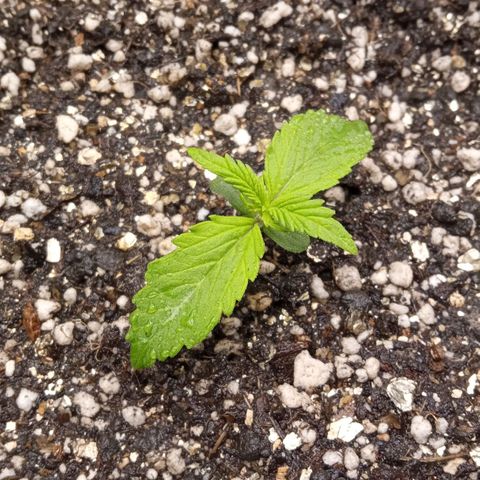 BlackberryKush growlog timeline photo