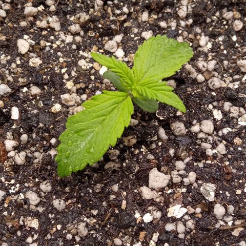 BlackberryKush growlog timeline photo