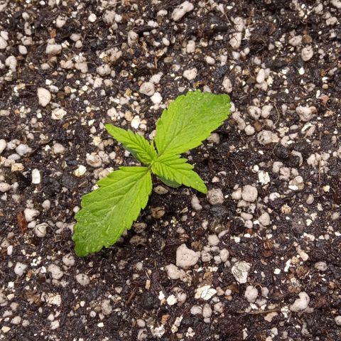 BlackberryKush growlog timeline photo