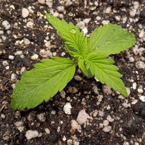 BlackberryKush growlog timeline photo