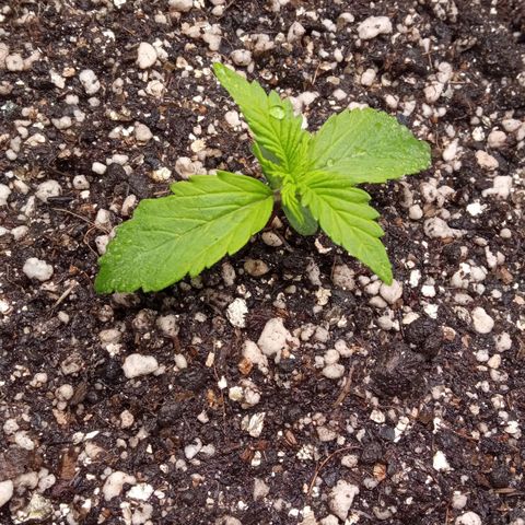 BlackberryKush growlog timeline photo