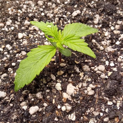 BlackberryKush growlog timeline photo