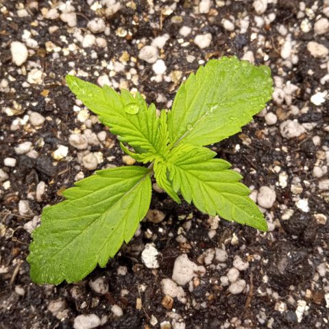 BlackberryKush growlog timeline photo