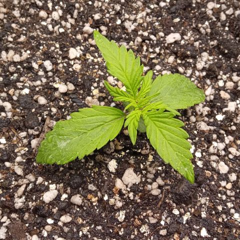 BlackberryKush growlog timeline photo