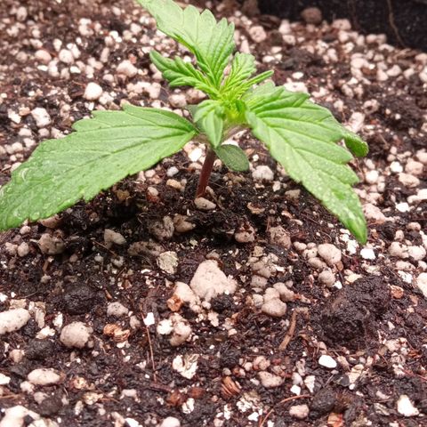 BlackberryKush growlog timeline photo