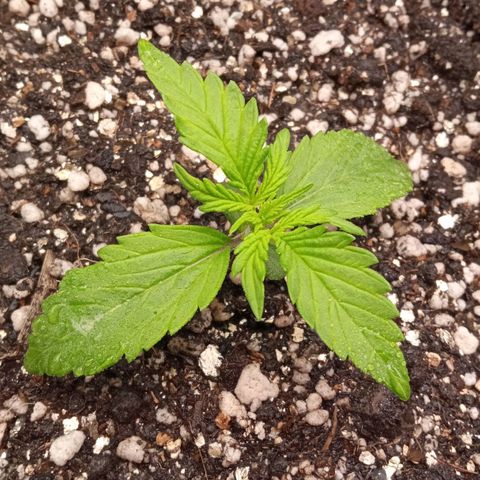 BlackberryKush growlog timeline photo