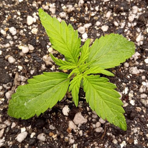 BlackberryKush growlog timeline photo