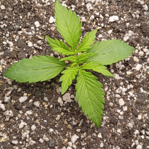 BlackberryKush growlog timeline photo