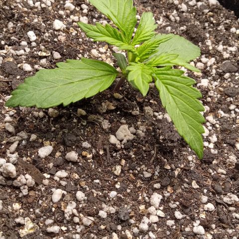 BlackberryKush growlog timeline photo