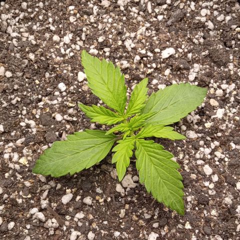 BlackberryKush growlog timeline photo