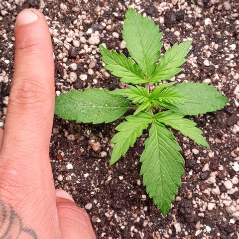 BlackberryKush growlog timeline photo