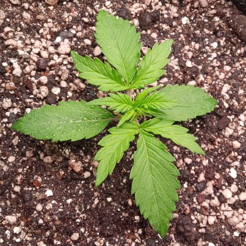 BlackberryKush growlog timeline photo
