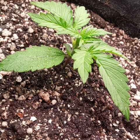 BlackberryKush growlog timeline photo