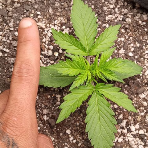 BlackberryKush growlog timeline photo
