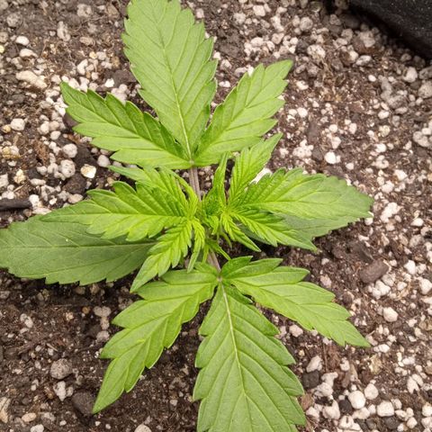 BlackberryKush growlog timeline photo