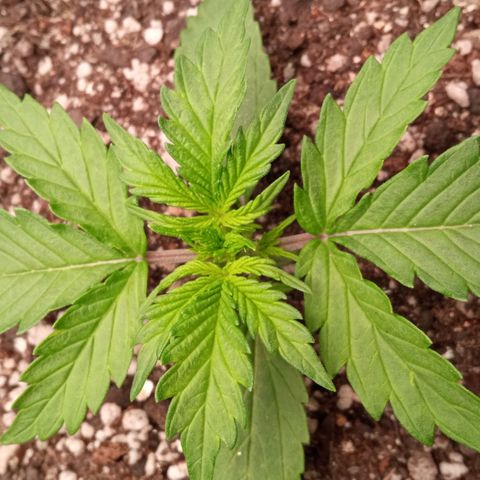 BlackberryKush growlog timeline photo