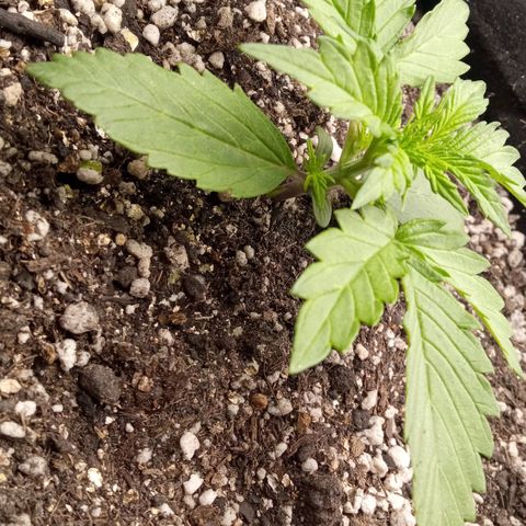 BlackberryKush growlog timeline photo
