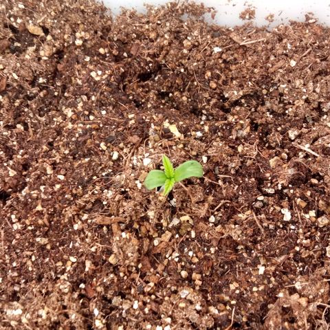 Zombie Kush growlog timeline photo