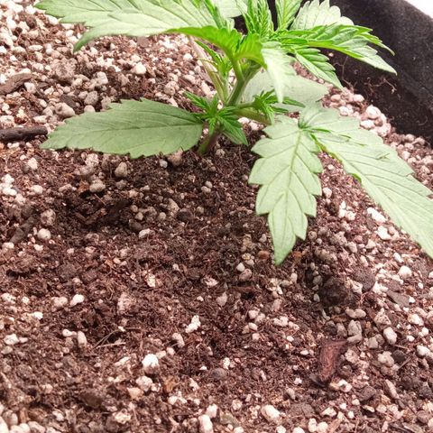BlackberryKush growlog timeline photo