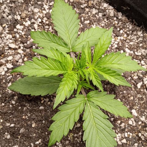 BlackberryKush growlog timeline photo