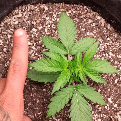 BlackberryKush growlog timeline photo