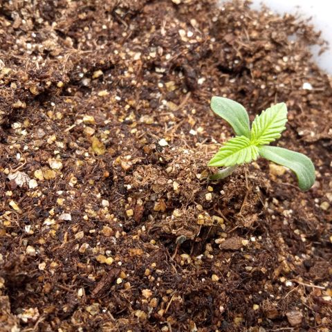 Zombie Kush growlog timeline photo