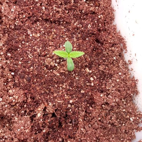 Zombie Kush growlog timeline photo