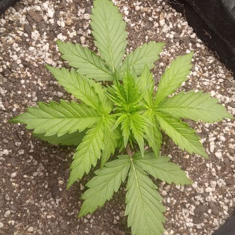 BlackberryKush growlog timeline photo