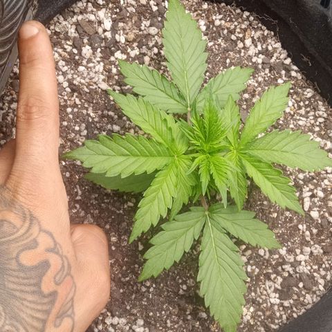 BlackberryKush growlog timeline photo